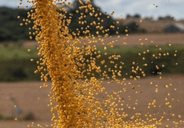 Safra deve trigo ultrapassar 5 milhões de toneladas no Rio Grande do Sul, diz Emater