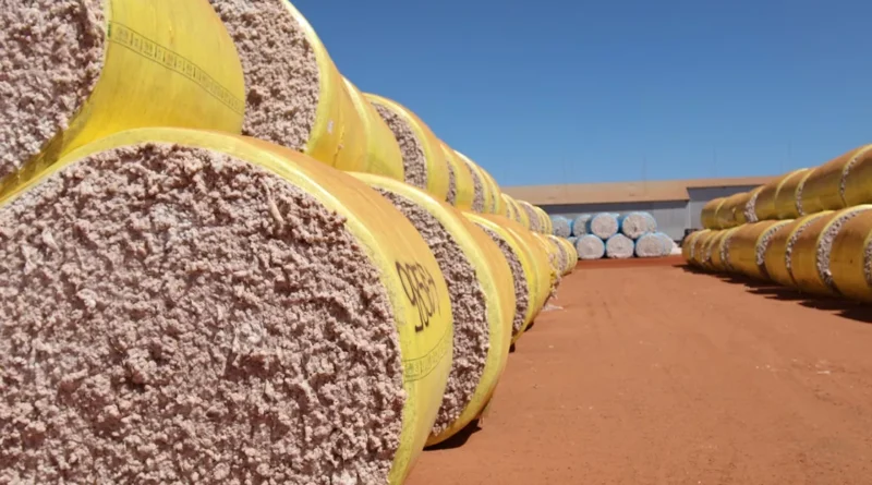 Algodão tem o menor preço médio desde fevereiro de 2015