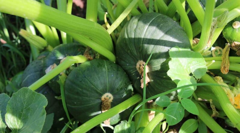 Hortas circulares apoiam agricultura familiar em Minas Gerais