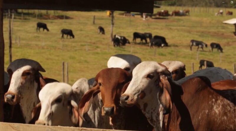 qual o grau de sangue do bezerro?
