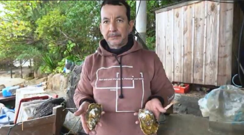 maricultor turbinou renda com ostras