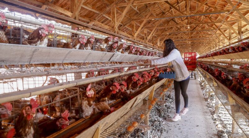 Campanha para o uso responsável de antimicrobianos é lançada pela ABPA