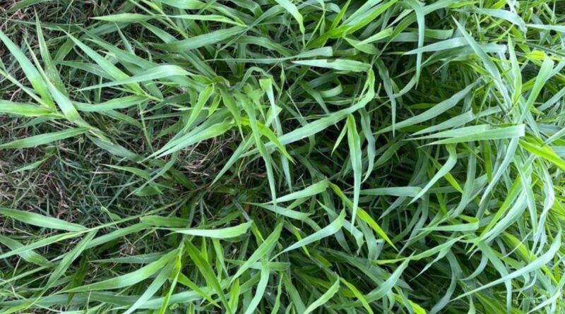 por que o manejo é mais importante que a textura