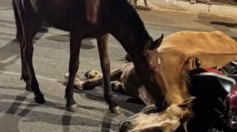 potro tenta aco0rdar égua atropelada em Goiás