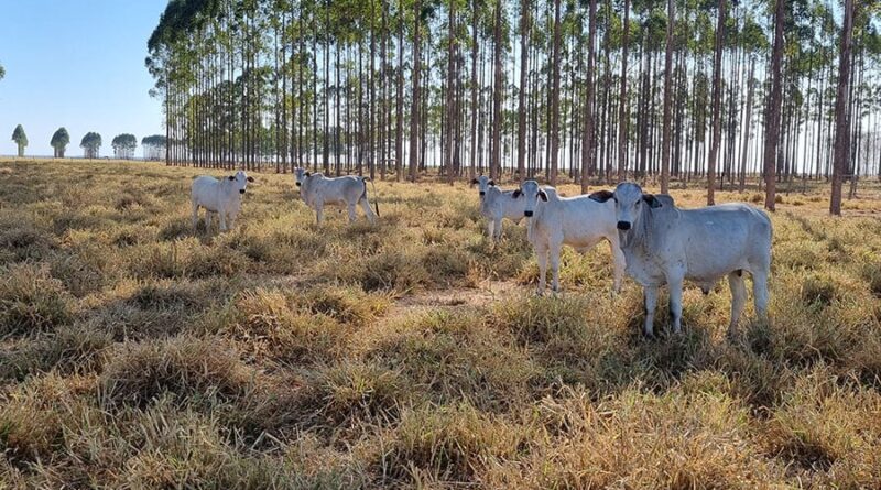 Rebanhos, vaca, pecuária