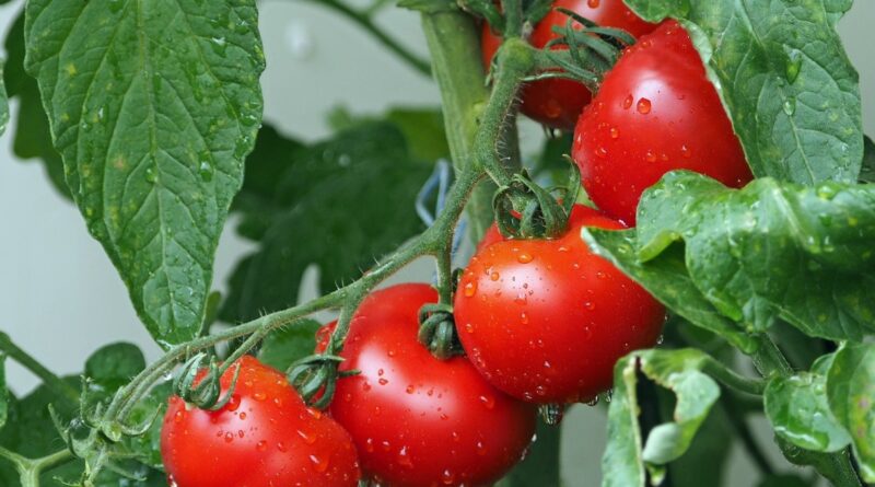 Pesquisa identifica gene que pode ajudar no controle de pragas em tomates