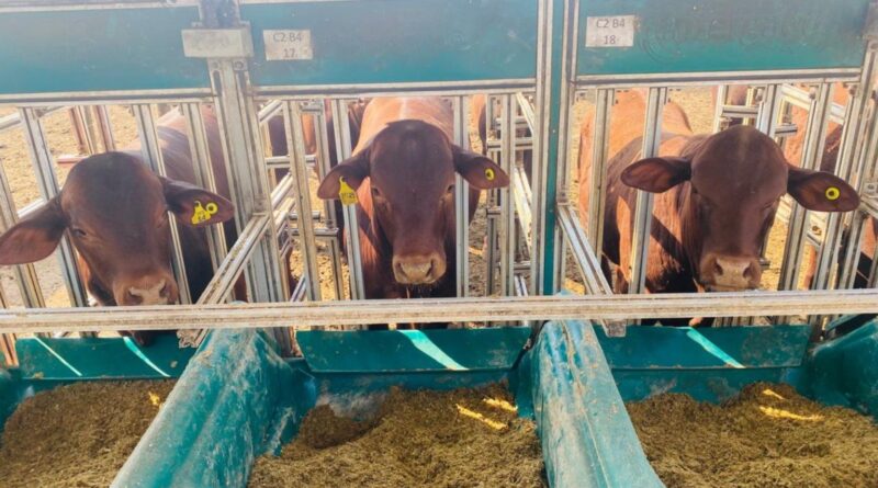 Santa Gertrudis se destaca em prova de eficiência no interior de SP; saiba mais