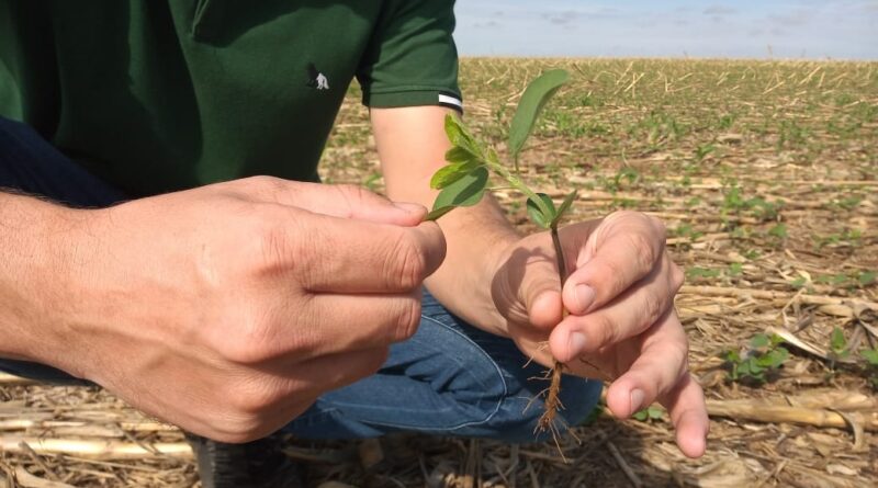 ‘O evento marca o início de uma missão que reúne sojicultores de todo o Brasil’, diz Julio Cargnino – Canal Rural