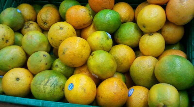 Setor exportador de citros nacional tem alívio tarifário