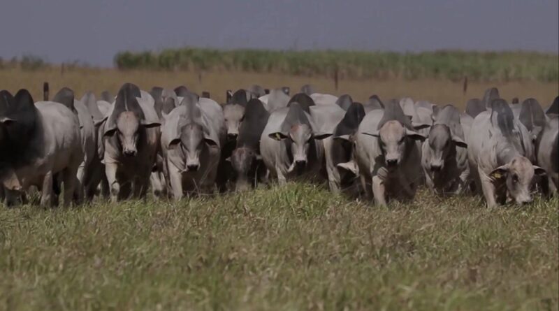 cálculo da lotação conecta gestão financeira à produtividade; entenda