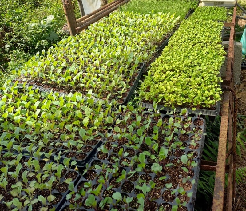 Hortaliças e frutas orgânicas. Parelheiros