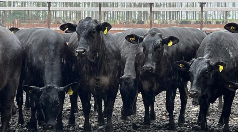 Agropecuária Maragogipe é modelo de pecuária intensiva em MS; confira