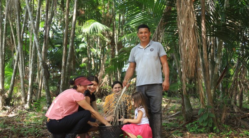 Na casa da COP30, produção de açaí impulsiona a economia e fortalece a agricultura sustentável