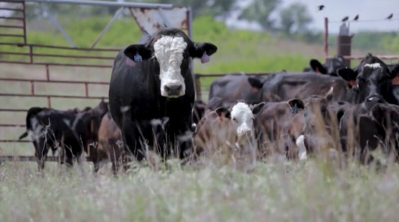 como maximizar o ganho genético no cruzamento?