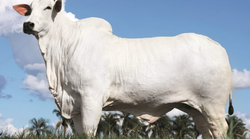 Vaca nelore alcança R$ 54 milhões e estabelece novo recorde mundial da raça