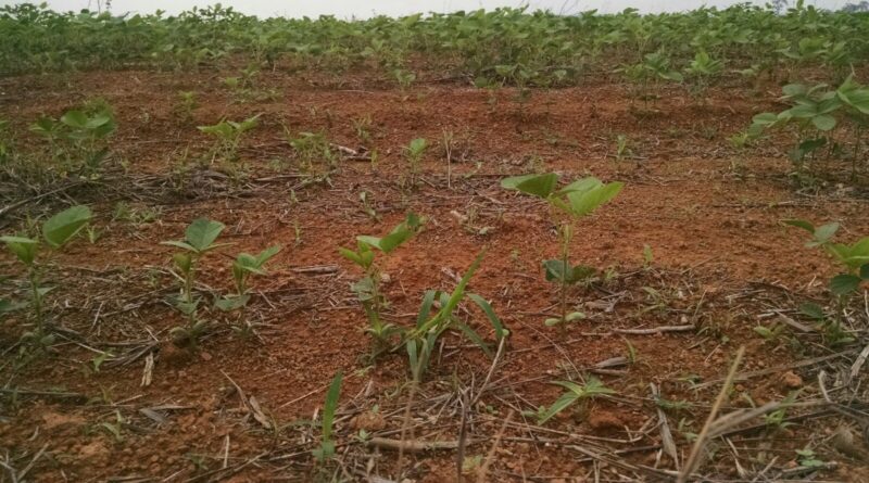 Chuvas irregulares atrasam plantio da safra de verão em parte do país