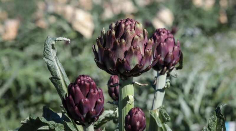 alcachofra