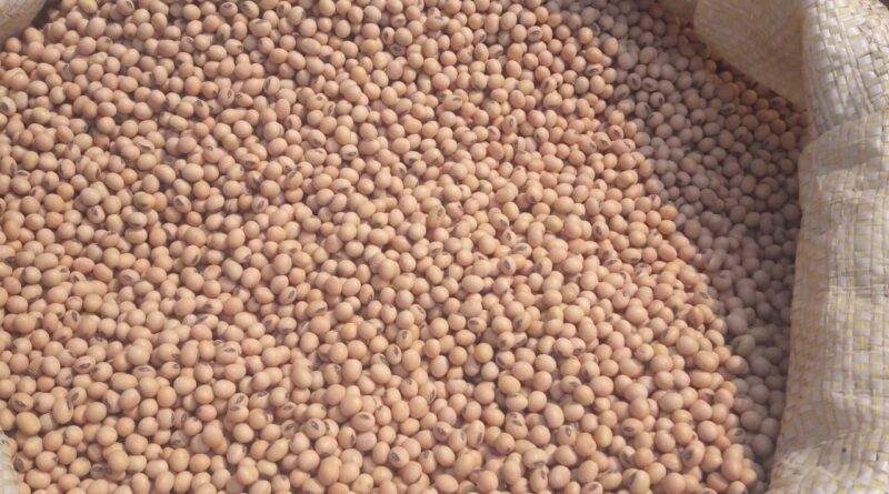 Como começou a semana no mercado de soja? Saiba as cotações e variações de preços