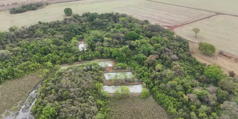 Reprodução Soja Brasil