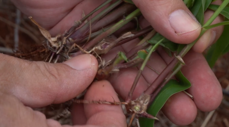 Conheça cinco plantas daninhas que provocam prejuízos milionários na soja no Brasil