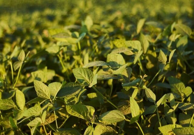 Corte de recursos reduz área coberta pelo seguro rural para 2% em 2025