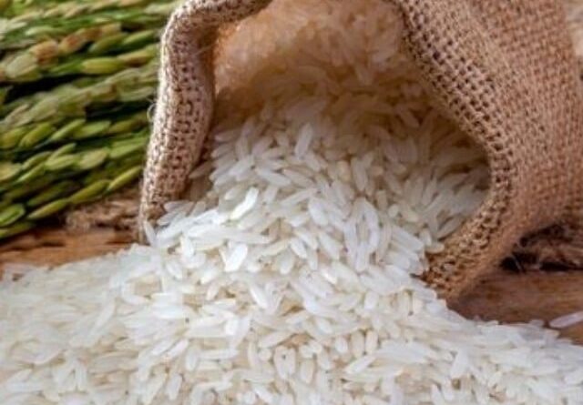 Em Mato Grosso, arroz vira ração de boi por conta do baixo preço pago