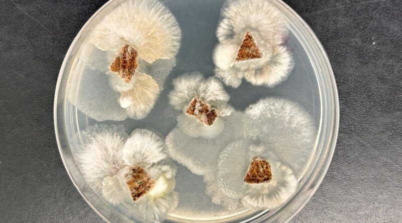 Fungo brasileiro produz substância mais potente que glifosato, aponta estudo