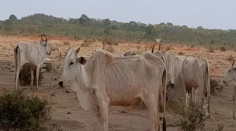 rebanho, desnutrição, mato grosso do sul