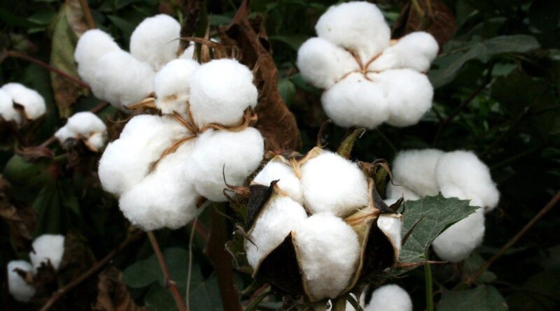 Marca apresentará projeto inédito de cultivo de algodão agroflorestal brasileiro na COP30