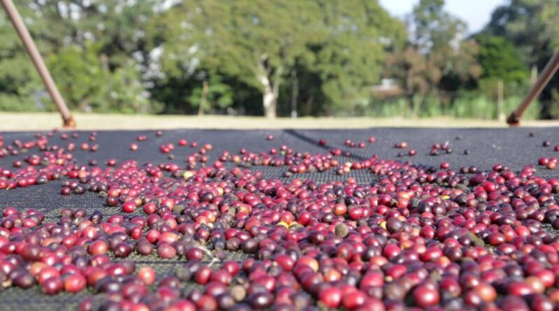 Dia Mundial do Café: São Paulo é berço do maior cafezal urbano do planeta