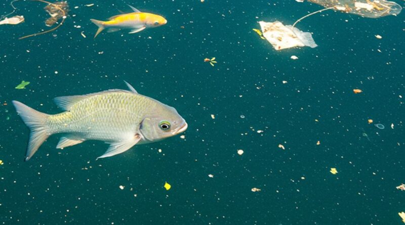 Peixe, poluição, microplásticos