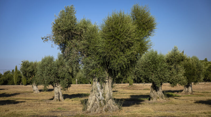 No Dia Mundial da Oliveira, conheça mitos e verdades sobre cultivo e azeite