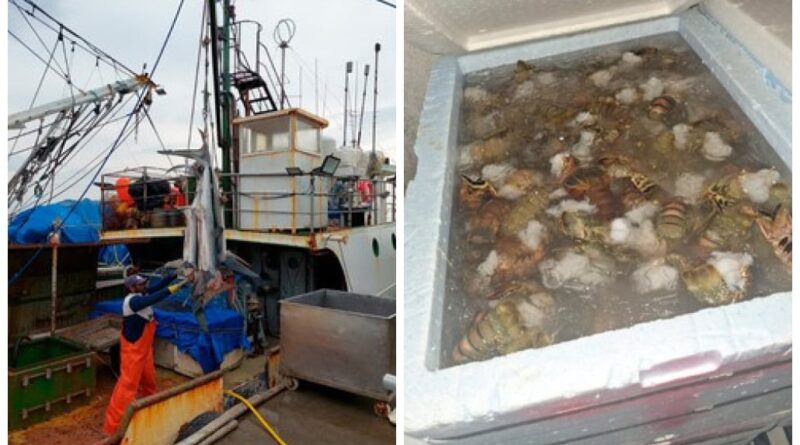 Operação contra pesca ilegal apreende 14 toneladas de tubarões e atuns