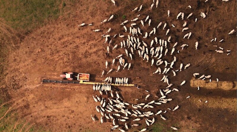 qualidade da mistura do suplemento pode definir desempenho do rebanho; entenda