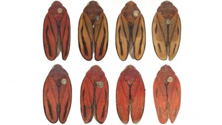 praga da cana-de-açúcar