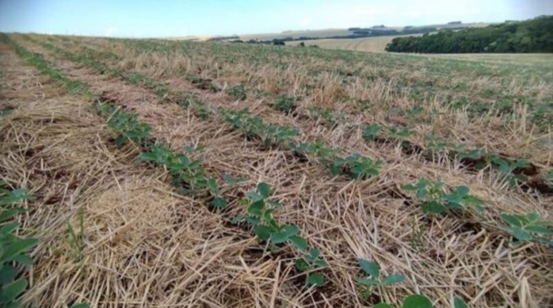 Plantio de soja avança 60% no RS; arroz e milho registram bom ritmo de semeadura