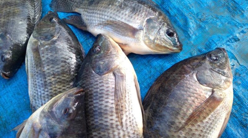 Crescimento da psicultura de SP impulsiona exportações brasileiras