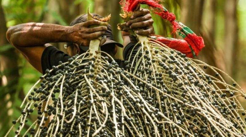 açaí - frutos tropicais