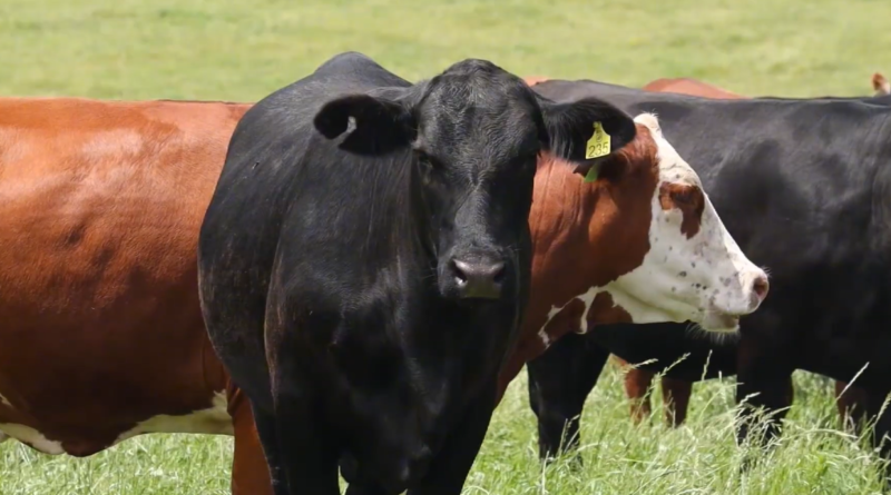 Sistema lavoura de carne alia manejo e sustentabilidade para elevar produção no campo