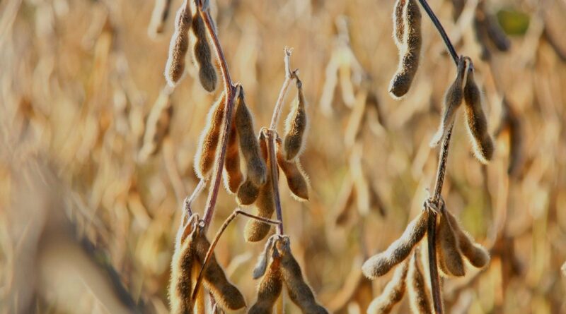 USDA anuncia venda de 330 mil toneladas de soja para a China