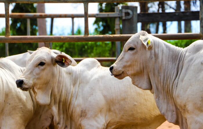 bovinos a srem vacinados contra brucelose