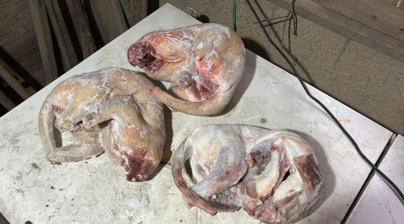 Suspeitos de vender carne silvestre e cães de caça são presos