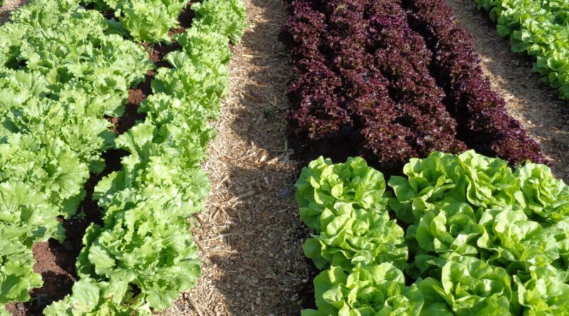 calor acima de 40 °C pode inviabilizar cultivo tradicional