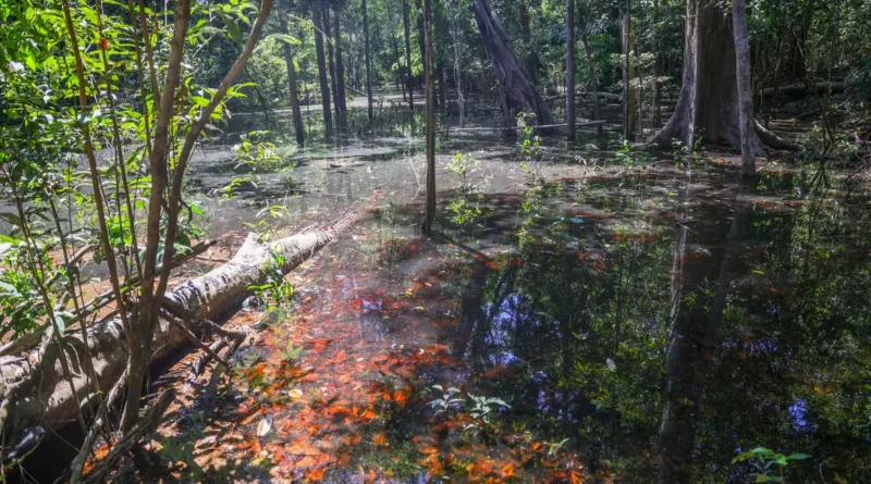 pesquisa inédita revela pistas de espécies que viveram na região