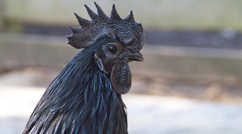 Conheça a ayam cemani, galinha toda preta que pode valer até R$ 30 mil