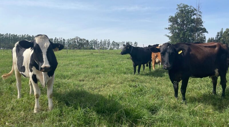 Produção de leite pode reduzir em até 70% o uso de água com boas práticas e manejo eficiente
