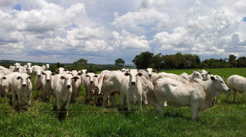 Preço do boi gordo registra leve alta na maioria dos estados, aponta Datagro