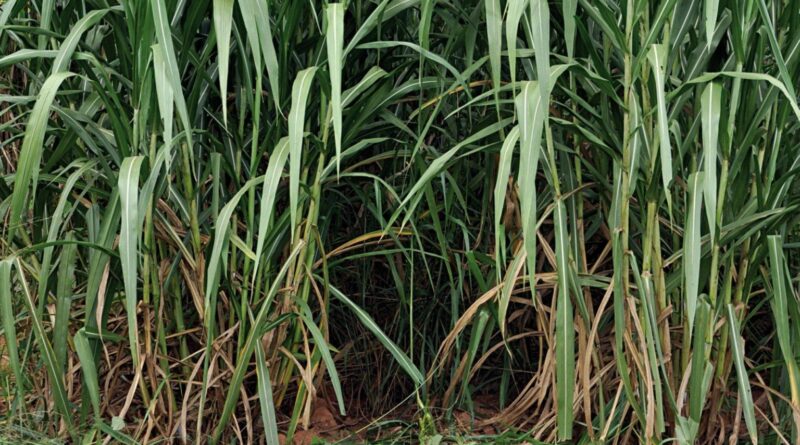 Embrapa sequencia genomas de capim-elefante em colaboração internacional; saiba mais