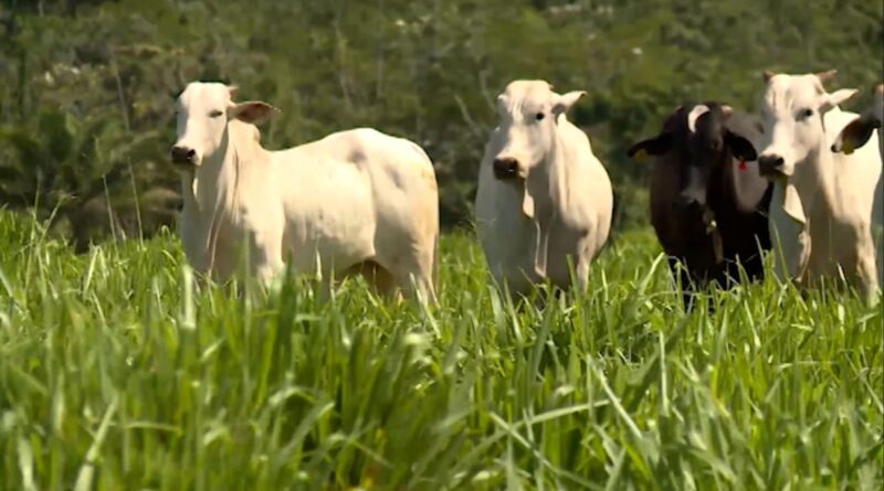 como escolher o capim certo para o período seco e manter o lucro