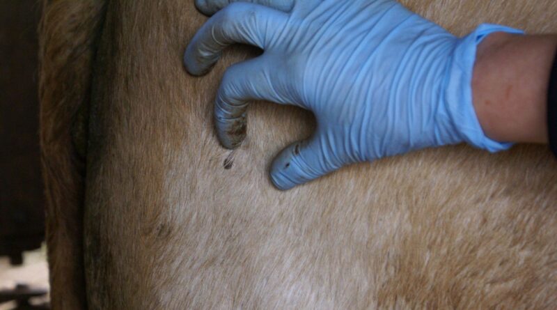 startup desenvolve tecnologia sustentável para controle de parasitas